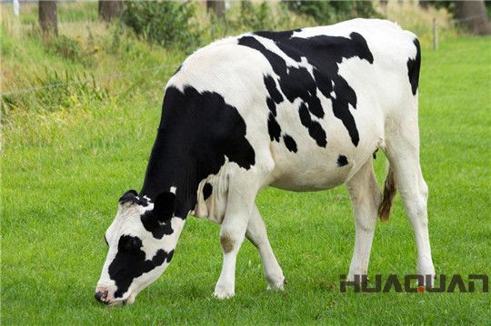 奶牛吃的是草，出來的是奶；而它吃的是油，出來的卻是電！華全